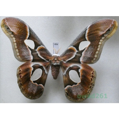 Rothschildia arethusa Walker, 1855 male Argentina 97mm46a